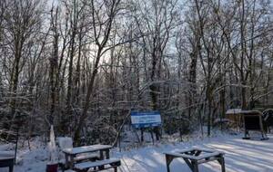Bois des Phix en hiver